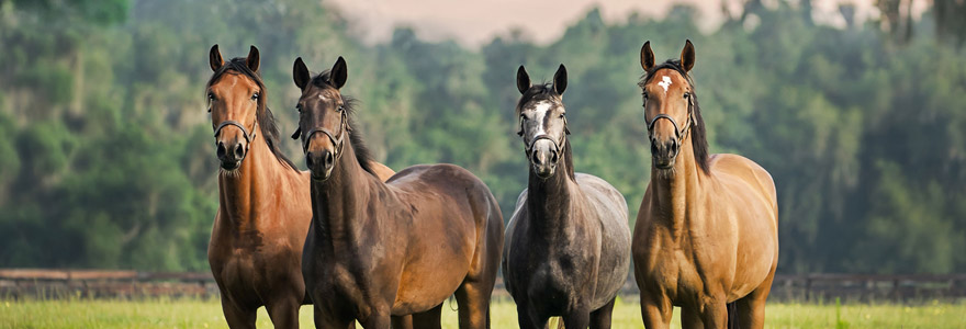 passionnés de chevaux